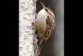Короткопалая пищуха фото (Certhia brachydactyla) - изображение №2814 onbird.ru.<br>Источник: www.redorbit.com
